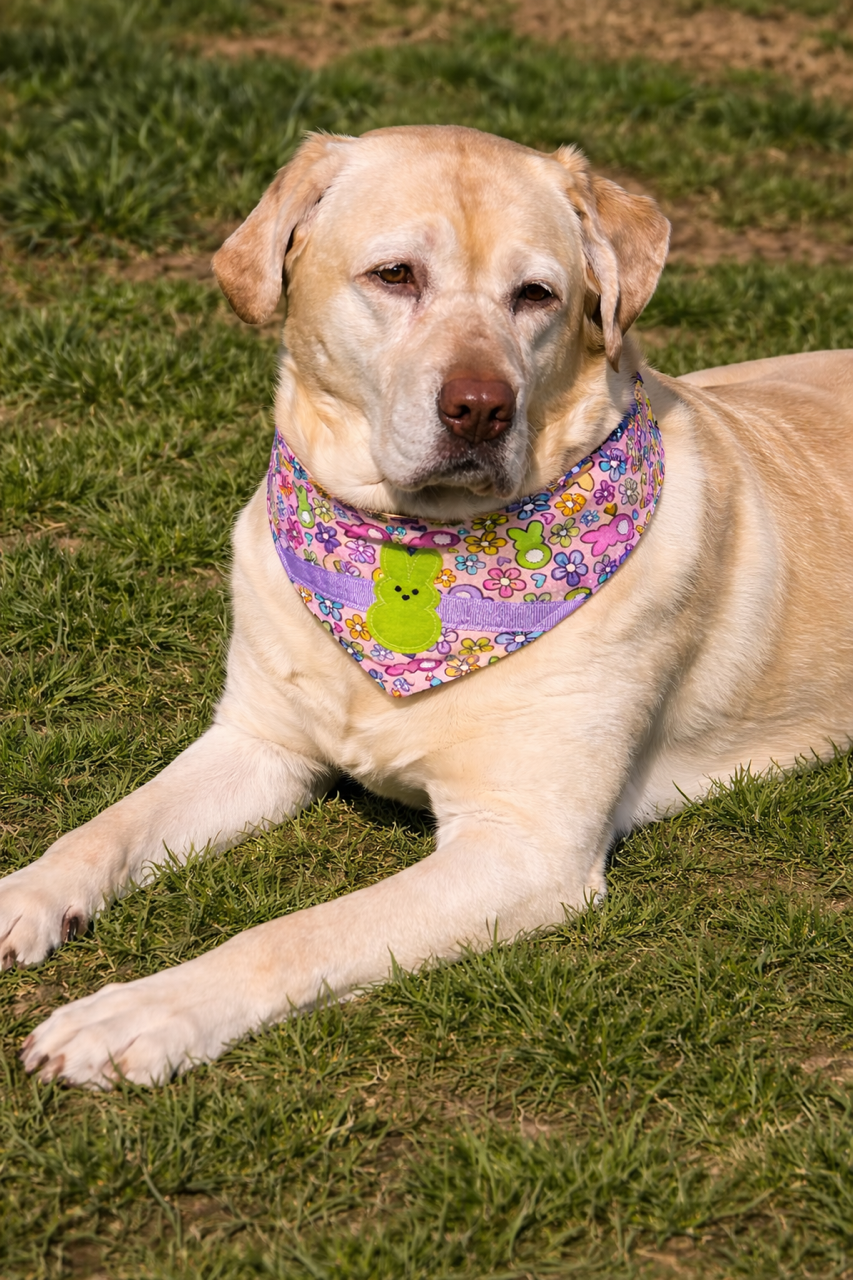 🌼Sweet as a Peep & Full of Spring Cheer!