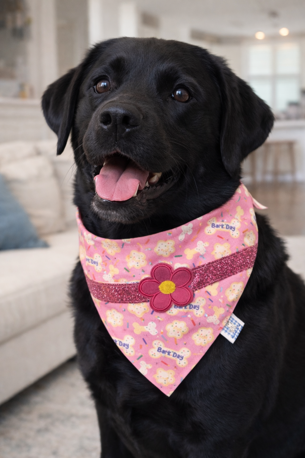 Pretty in Pink for the Paws-itively Perfect BarkDay.