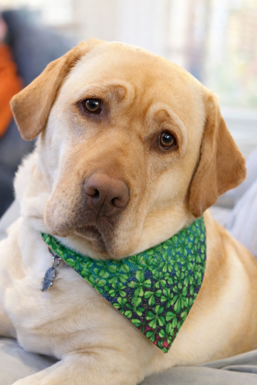 🌈🍀🐾Where Rainbow Charm Meets Lucky Paws.