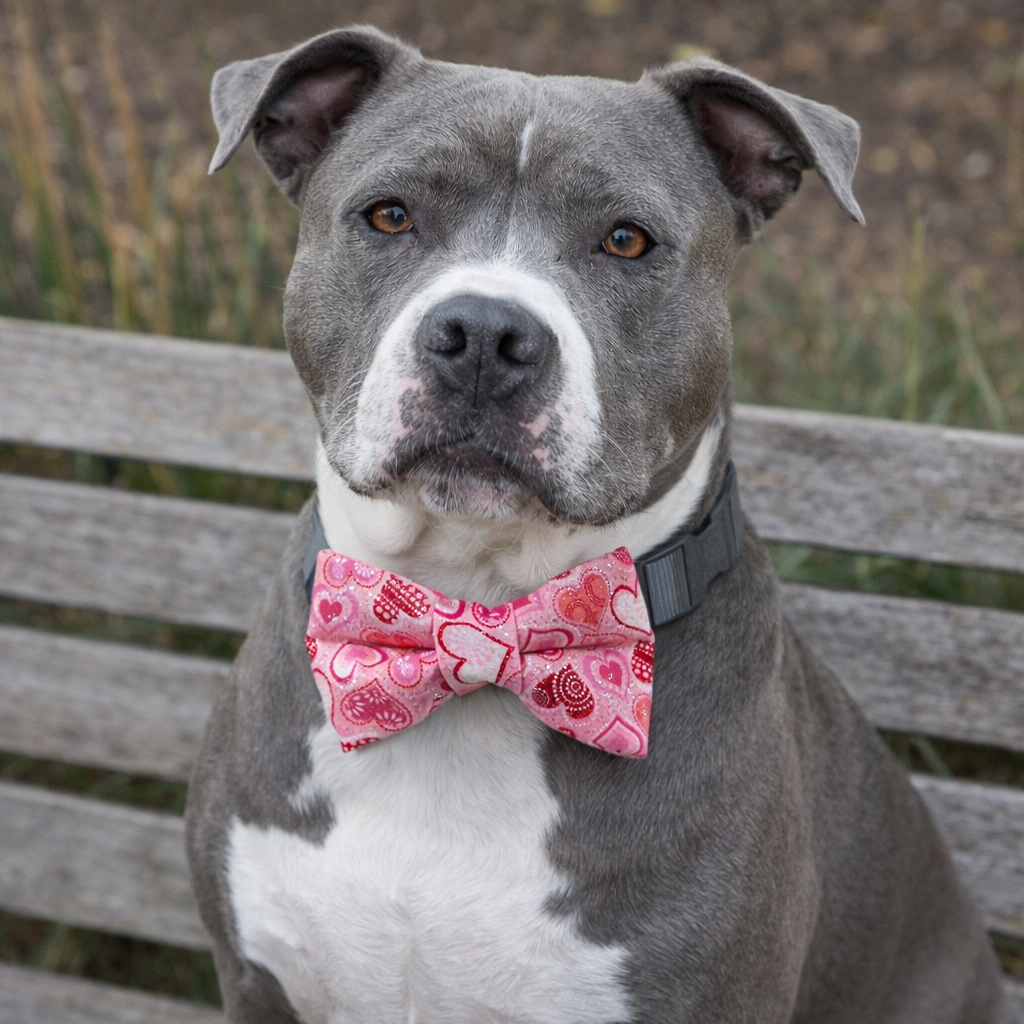 💖 Made with Love, Worn with Wags 🐾