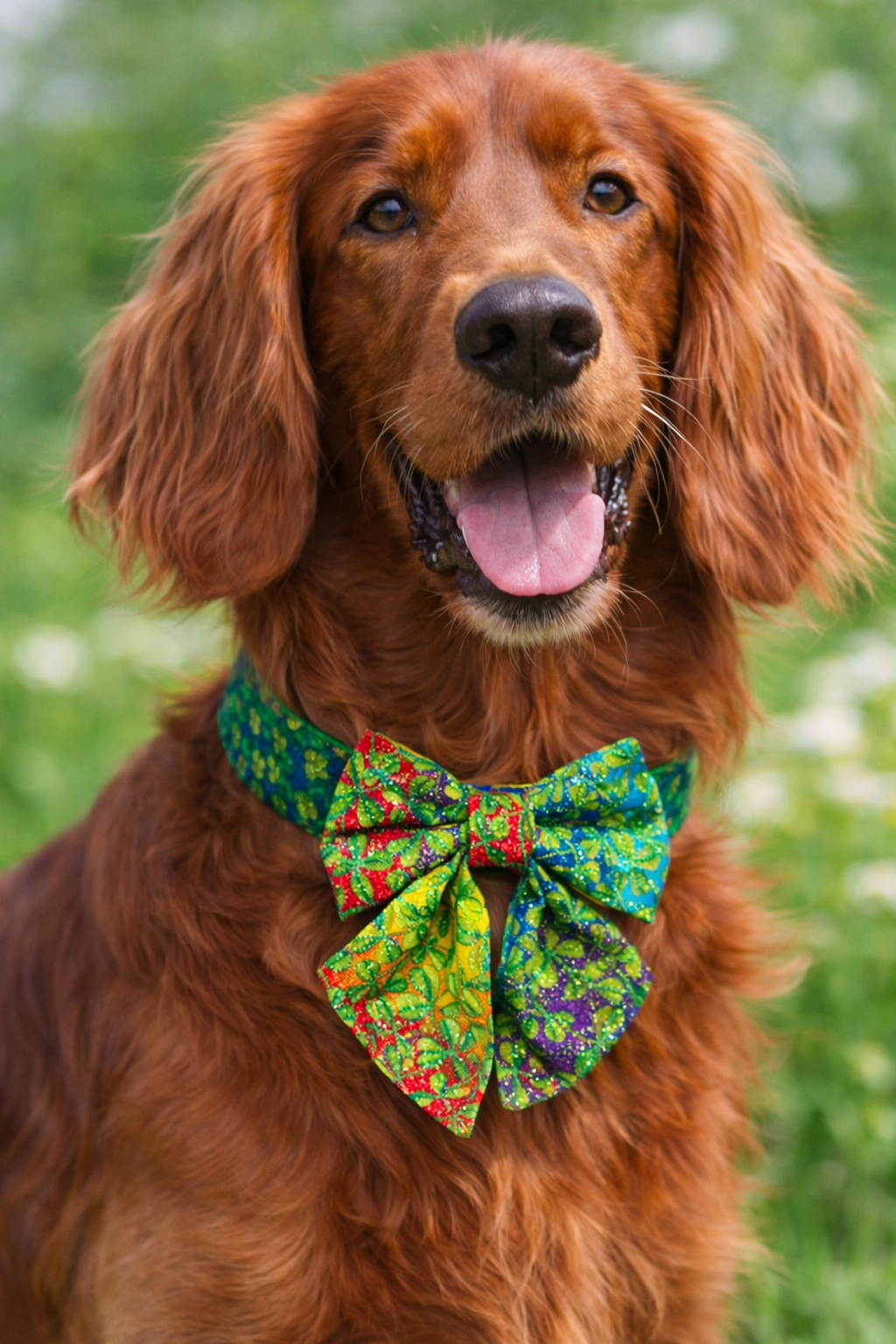 🌈🍀 A Rainbow of Luck for Wagging Tails.