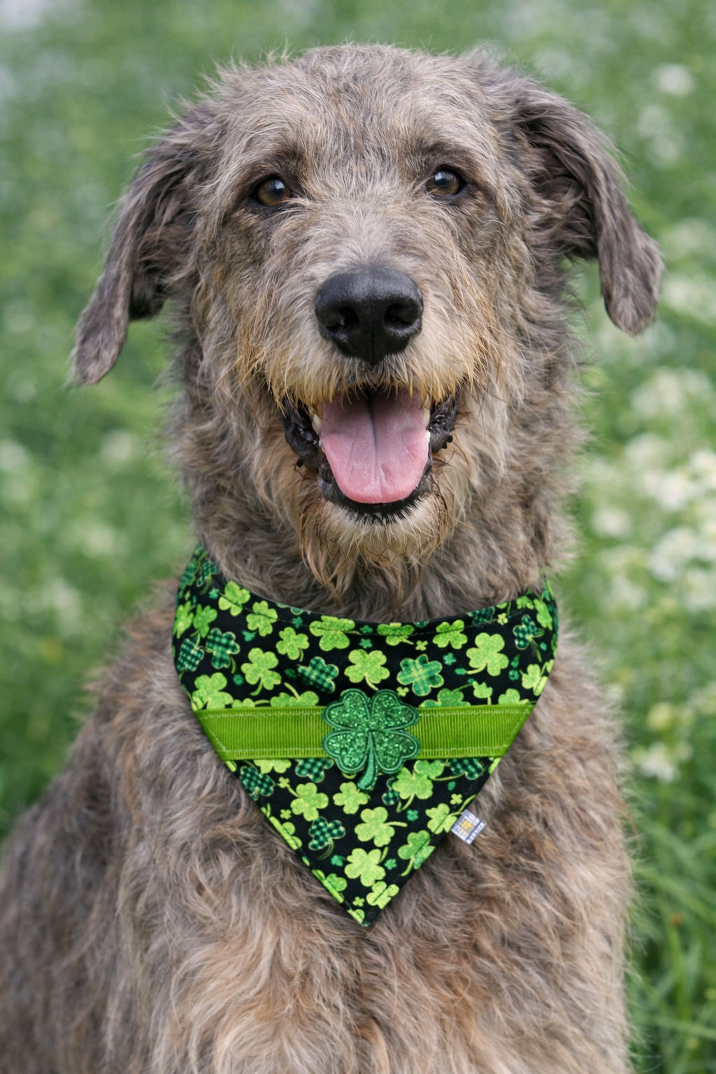 🍀🐾 A Clover Classic for Stylish Dogs