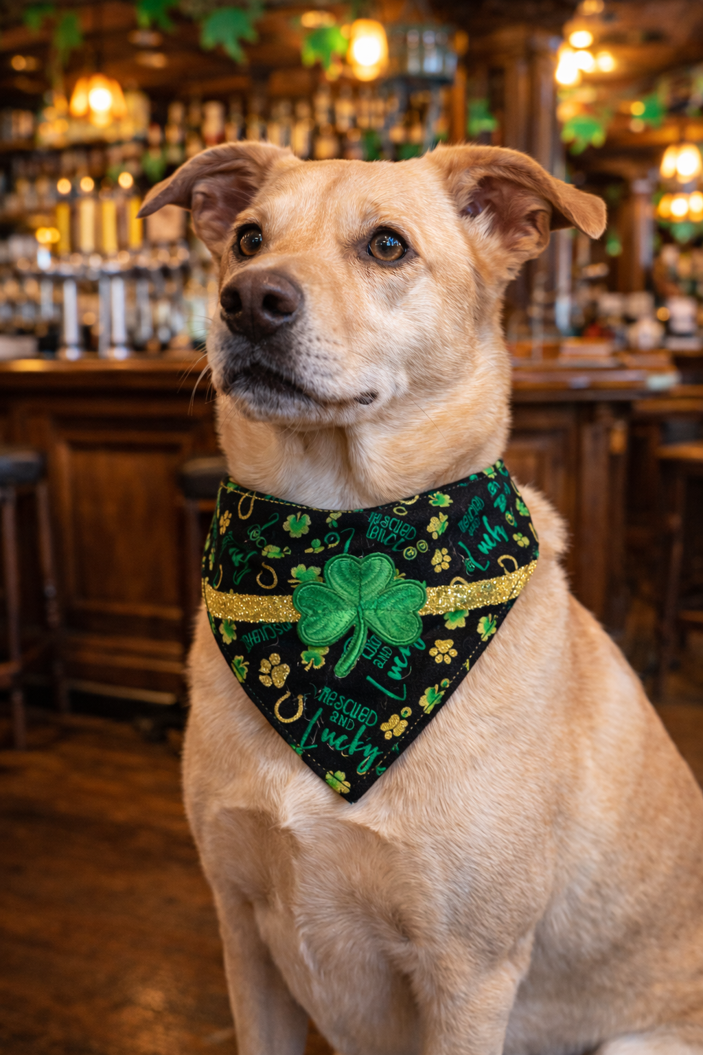 🍀Rescued, Loved, and Feeling Lucky
