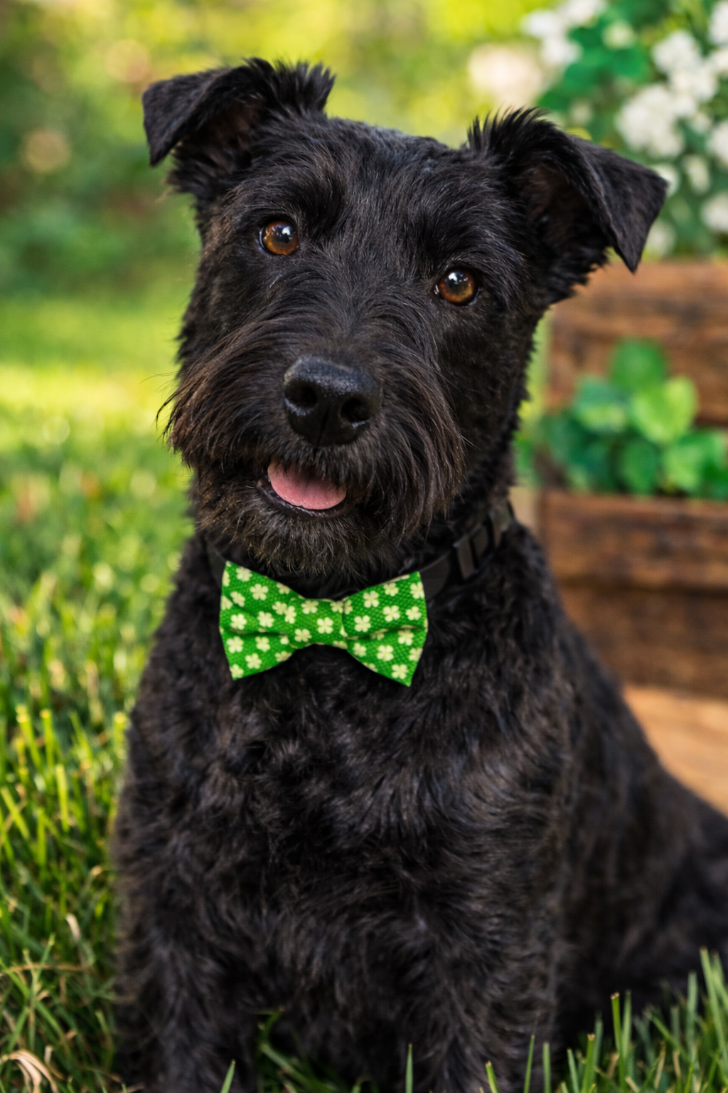 🍀Classic shamrock style for the most dapper dogs