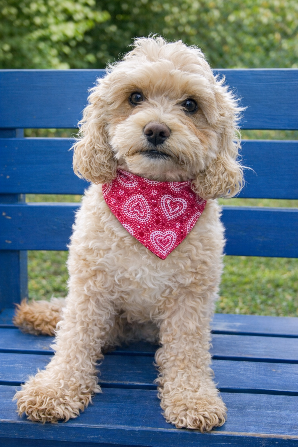 ❤️🐾 All You Need is Love… and a Bandana!